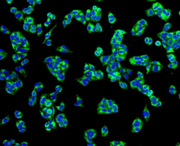 Immunofluorescence - TSPO Monoclonal Antibody 