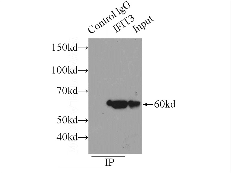 IP Result of anti-IFIT3 (IP:Catalog No:111620, 3ug; Detection:Catalog No:111620 1:500) with HepG2 cells lysate 1720ug.