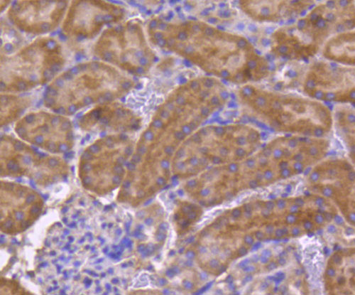 Fig6: Immunohistochemical analysis of paraffin-embedded mouse kidney tissue using anti-Osteoprotegerin antibody. Counter stained with hematoxylin.