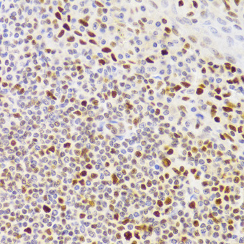 Immunohistochemistry - NASP Polyclonal Antibody 
