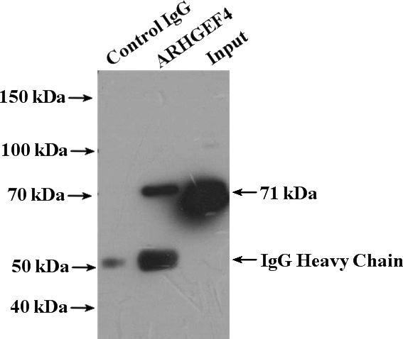 IP Result of anti-ARHGEF4 (IP:Catalog No:108186, 4ug; Detection:Catalog No:108186 1:1000) with mouse brain tissue lysate 4000ug.