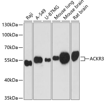 Western blot - ACKR3 Polyclonal Antibody 