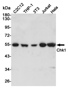 Western blot analysis of Chk1 expression in C2C12,THP-1,3T3,Jurakt and Hela cell lysates using Chk1 antibody at 1/1000 dilution.Predicted band size:54KDa.Observed band size:54KDa.