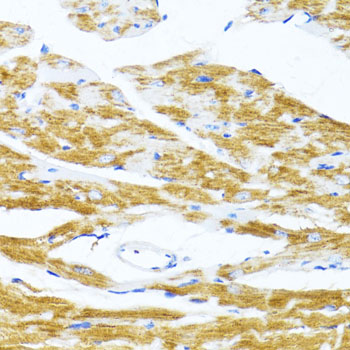Immunohistochemistry - MS4A8B Polyclonal Antibody 