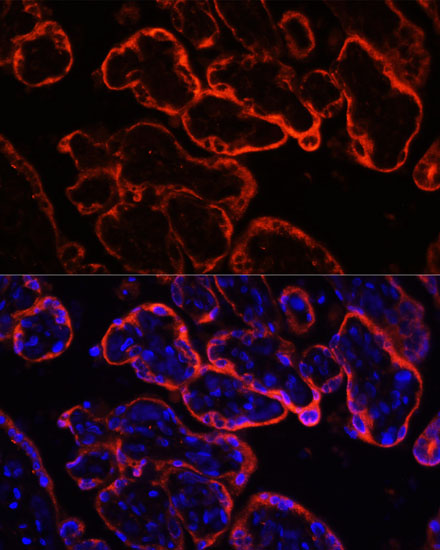 Immunofluorescence - KL Polyclonal Antibody 