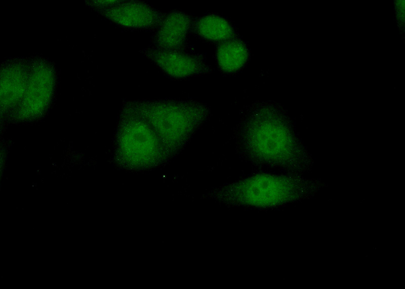 Immunofluorescent analysis of (10% Formaldehyde) fixed HepG2 cells using Catalog No:114758(RNF38 Antibody) at dilution of 1:50 and Alexa Fluor 488-congugated AffiniPure Goat Anti-Rabbit IgG(H+L)