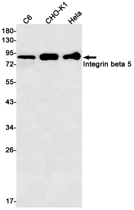Western blot detection of Integrin beta 5 in C6,CHO-K1,Hela cell lysates using Integrin beta 5 Rabbit mAb(1:500 diluted).Predicted band size:88kDa.Observed band size:88kDa.