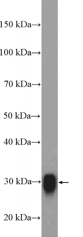 mouse brain tissue were subjected to SDS PAGE followed by western blot with Catalog No:114226(PrP Antibody) at dilution of 1:1000