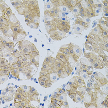Immunohistochemistry - SLC6A1 Polyclonal Antibody 