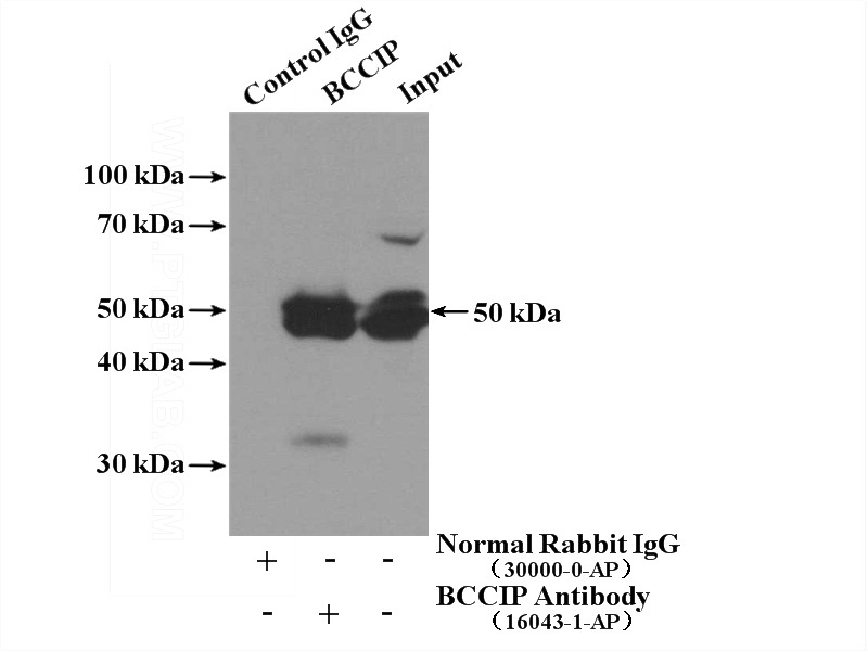 IP Result of anti-BCCIP (IP:Catalog No:108384, 4ug; Detection:Catalog No:108384 1:800) with HeLa cells lysate 3200ug.