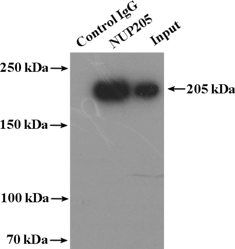 IP Result of anti-NUP205 (IP:Catalog No:113377, 4ug; Detection:Catalog No:113377 1:1500) with HeLa cells lysate 4000ug.