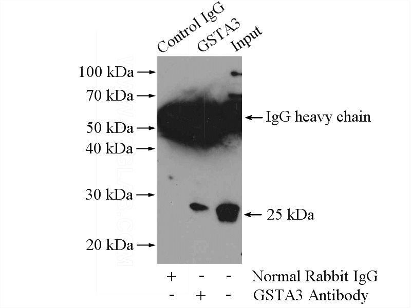 IP Result of anti-GSTA3 (IP:Catalog No:111181, 4ug; Detection:Catalog No:111181 1:500) with mouse testis tissue lysate 4800ug.