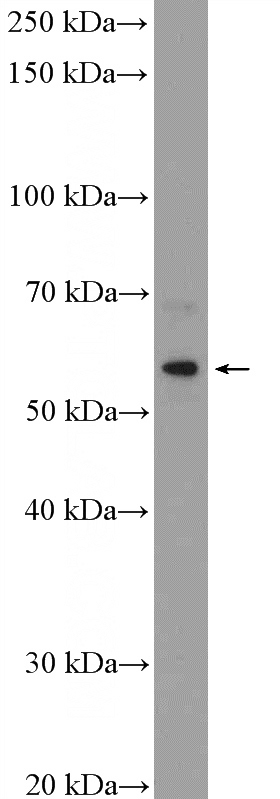 HeLa cells were subjected to SDS PAGE followed by western blot with Catalog No:108794(C8orf41 Antibody) at dilution of 1:500