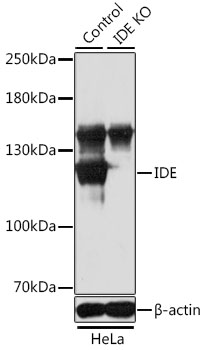 Western blot - IDE Polyclonal Antibody 