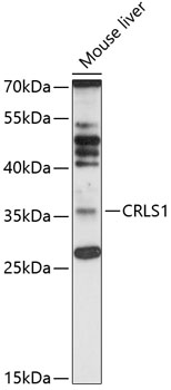 Western blot - CRLS1 Polyclonal Antibody 
