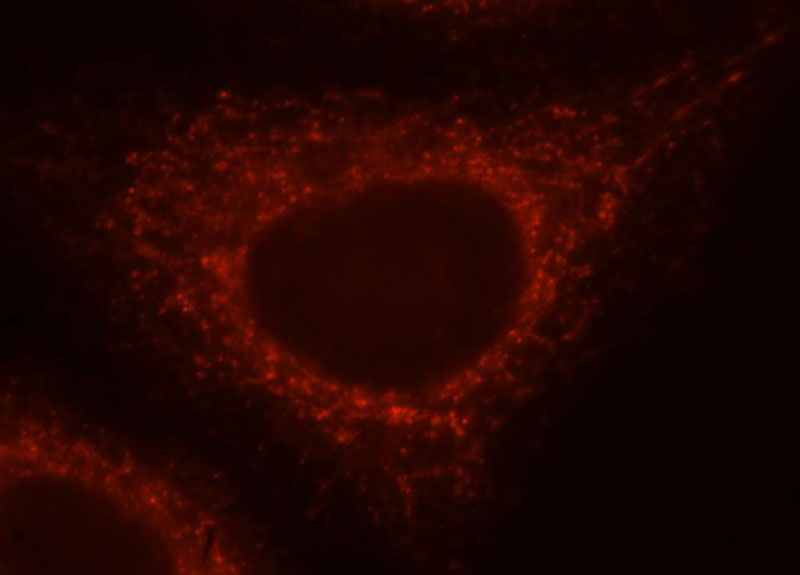 Immunofluorescent analysis of HepG2 cells, using NLRX1 antibody Catalog No:113243 at 1:25 dilution and Rhodamine-labeled goat anti-rabbit IgG (red).