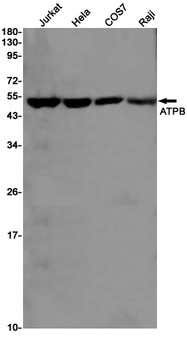 Western blot detection of ATPB in Jurkat,Hela,COS7,Raji cell lysates using ATPB Rabbit pAb(1:1000 diluted).Predicted band size:57KDa.Observed band size:52KDa.