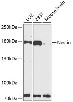Western blot - Nestin Polyclonal Antibody 