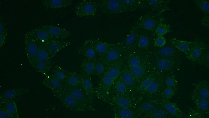 Immunofluorescent analysis of HeLa cells using Catalog No:110216(EGFR Antibody) at dilution of 1:25 and Alexa Fluor 488-congugated AffiniPure Goat Anti-Rabbit IgG(H+L)