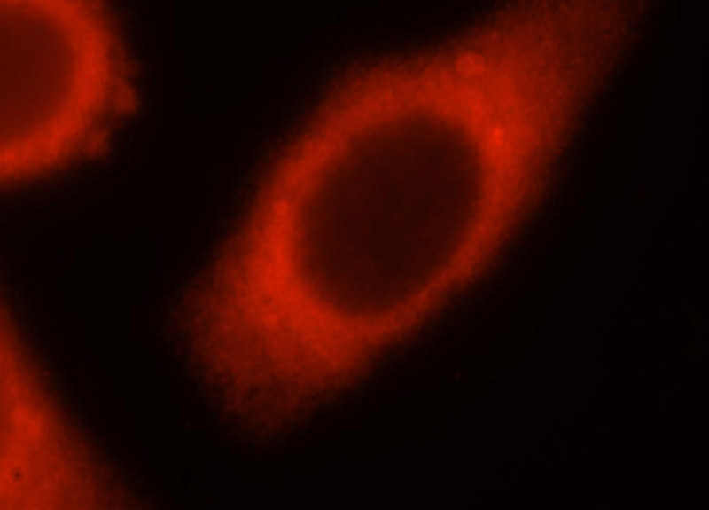 Immunofluorescent analysis of HepG2 cells, using SYT17 antibody Catalog No:115804 at 1:25 dilution and Rhodamine-labeled goat anti-rabbit IgG (red).