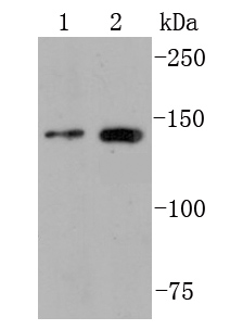 Anti-FGFR2 antibody