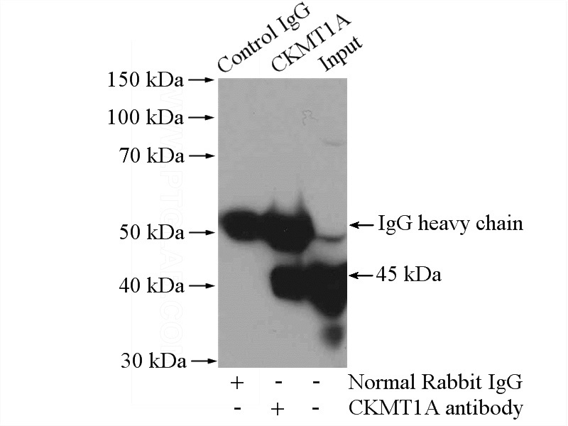 IP Result of anti-CKMT1A (IP:Catalog No:109330, 4ug; Detection:Catalog No:109330 1:1000) with mouse heart tissue lysate 3200ug.