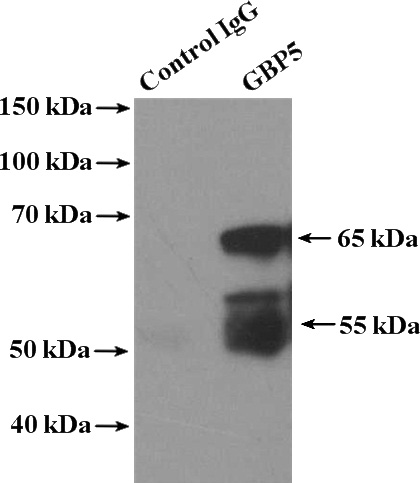 IP Result of anti-GBP5 (IP:Catalog No:110894, 4ug; Detection:Catalog No:110894 1:1000) with U-937 cells lysate 4000ug.