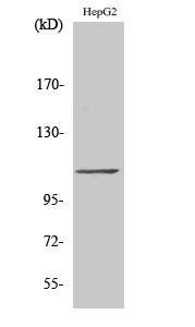 Fig1:; Western Blot analysis of various cells using TFIIIC110 Polyclonal Antibody