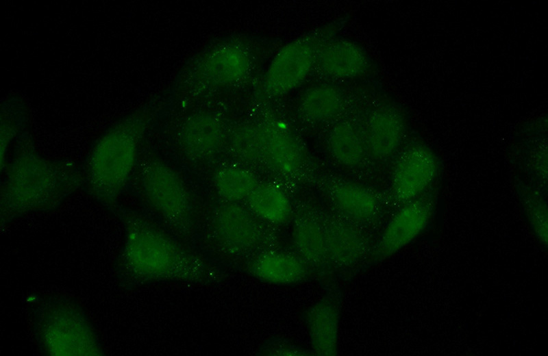 Immunofluorescent analysis of HepG2 cells using Catalog No:109604(CSNK2A2 Antibody) at dilution of 1:50 and Alexa Fluor 488-congugated AffiniPure Goat Anti-Rabbit IgG(H+L)