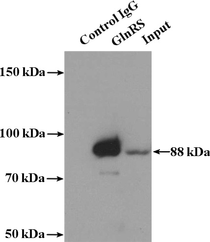 IP Result of anti-QARS (IP:Catalog No:111026, 4ug; Detection:Catalog No:111026 1:500) with PC-3 cells lysate 3200ug.