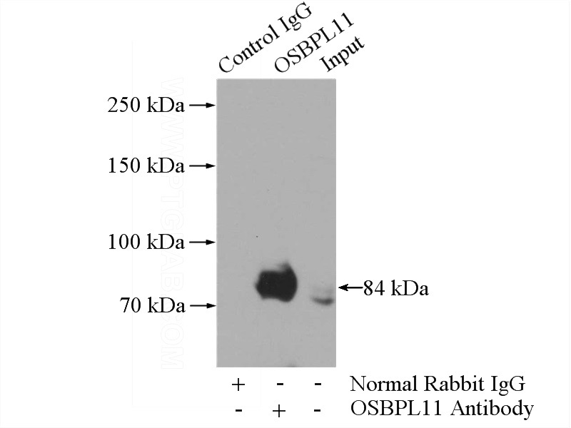 IP Result of anti-OSBPL11 (IP:Catalog No:113430, 4ug; Detection:Catalog No:113430 1:300) with mouse testis tissue lysate 4000ug.