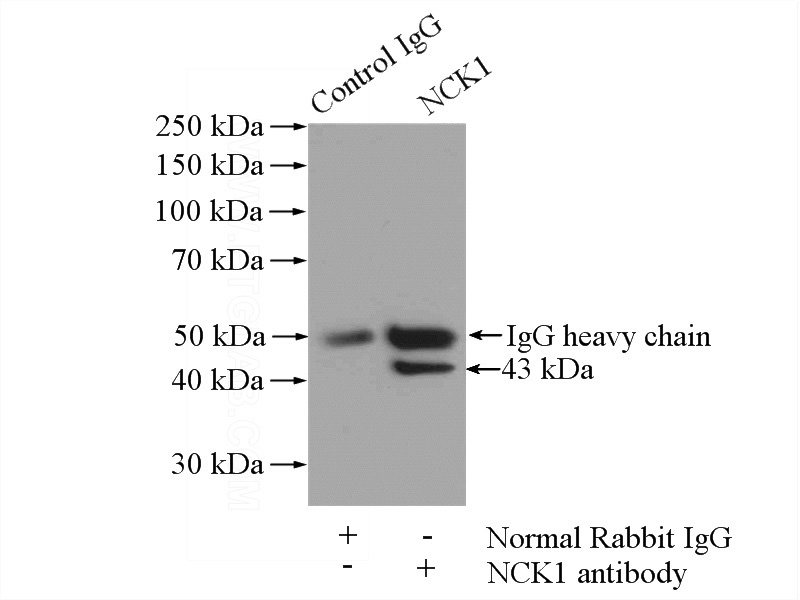 IP Result of anti-NCK1 (IP:Catalog No:113036, 4ug; Detection:Catalog No:113036 1:500) with mouse brain tissue lysate 2640ug.