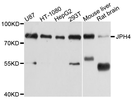 Western blot - JPH4 Polyclonal Antibody 
