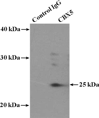 IP Result of anti-CBX5 (IP:Catalog No:108947, 4ug; Detection:Catalog No:108947 1:500) with HEK-293 cells lysate 1120ug.