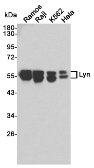 Western blot detection of Lyn in Ramos,Raji,K562 and Hela cell lysates using Lyn mouse mAb(dilution 1:1000).Predicted band size:56/53kDa.Observed band size:56/53kDa.