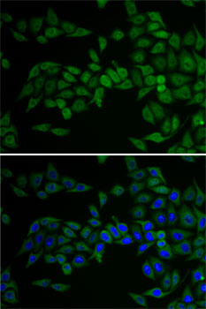 Immunofluorescence - E2F6 Polyclonal Antibody 