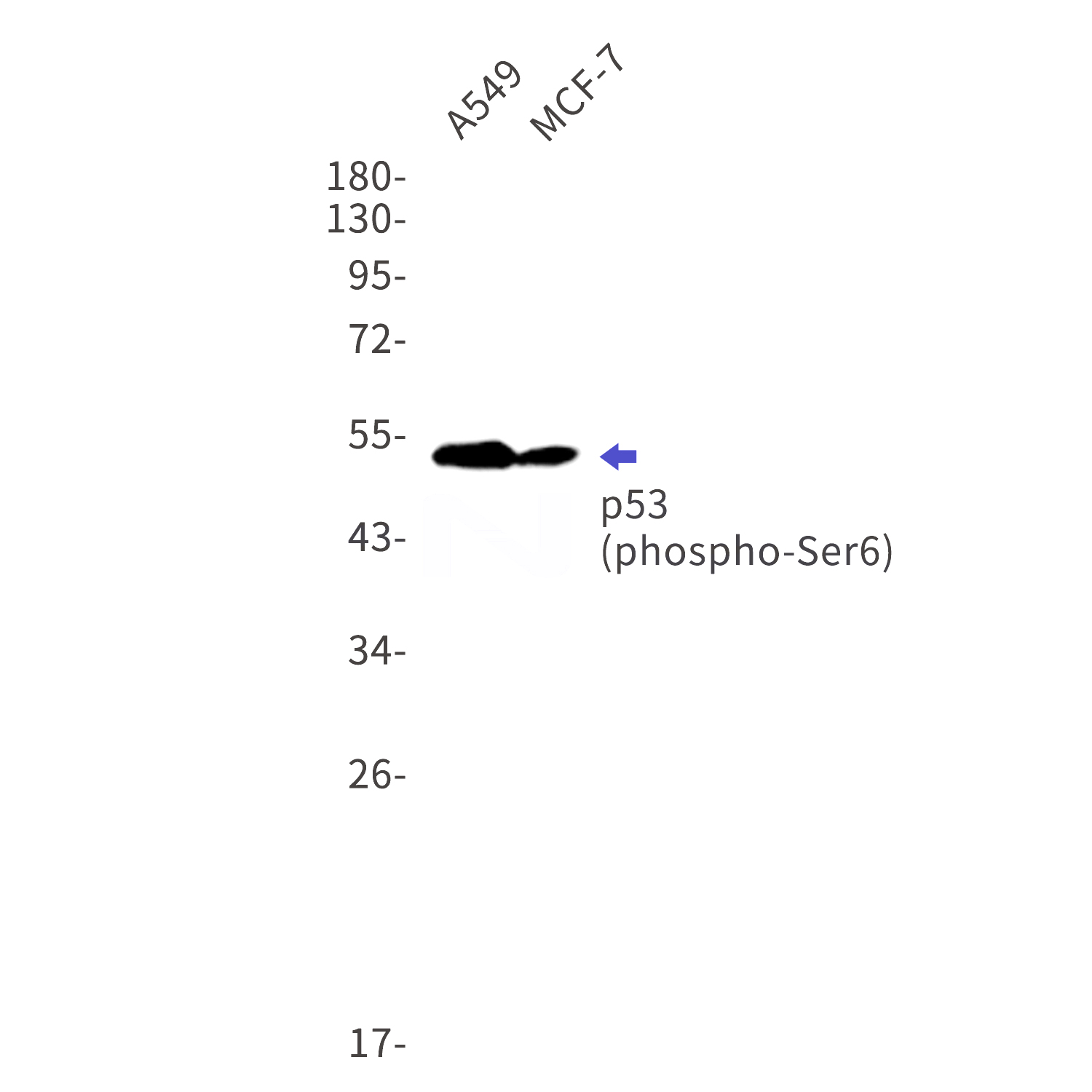 Western blot detection of phospho-p53 (Ser6) in A549,MCF-7 cell lysates using phospho-p53 (Ser6) Rabbit mAb(1:1000 diluted).Predicted band size:44kDa.Observed band size:53kDa.