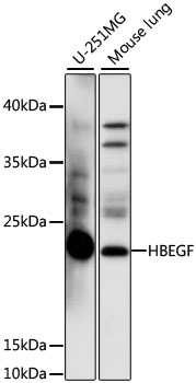 Western blot - HBEGF Polyclonal Antibody 