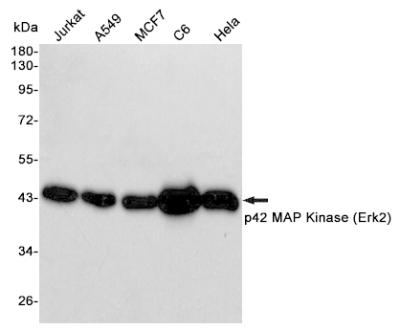 Western blot detection of p42 MAP Kinase (Erk2) in Jurkat,A549,MCF7,C6 and Hela cell lysates using p42 MAP Kinase (Erk2) mouse mAb (1:5000 diluted).Predicted band size:42KDa.Observed band size:42KDa.
