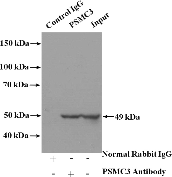 IP Result of anti-PSMC3 (IP:Catalog No:114390, 4ug; Detection:Catalog No:114390 1:800) with HeLa cells lysate 3200ug.