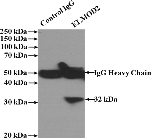 IP Result of anti-ELMOD2 (IP:Catalog No:110284, 4ug; Detection:Catalog No:110284 1:400) with A549 cells lysate 1040ug.