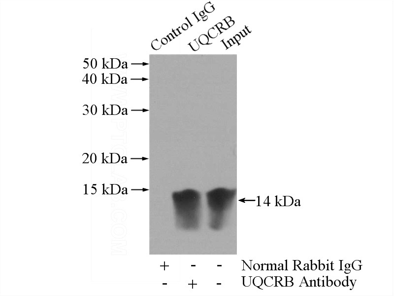IP Result of anti-UQCRB (IP:Catalog No:116634, 3ug; Detection:Catalog No:116634 1:600) with mouse heart tissue lysate 3200ug.
