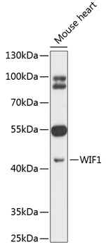 Western blot - WIF1 Polyclonal Antibody 