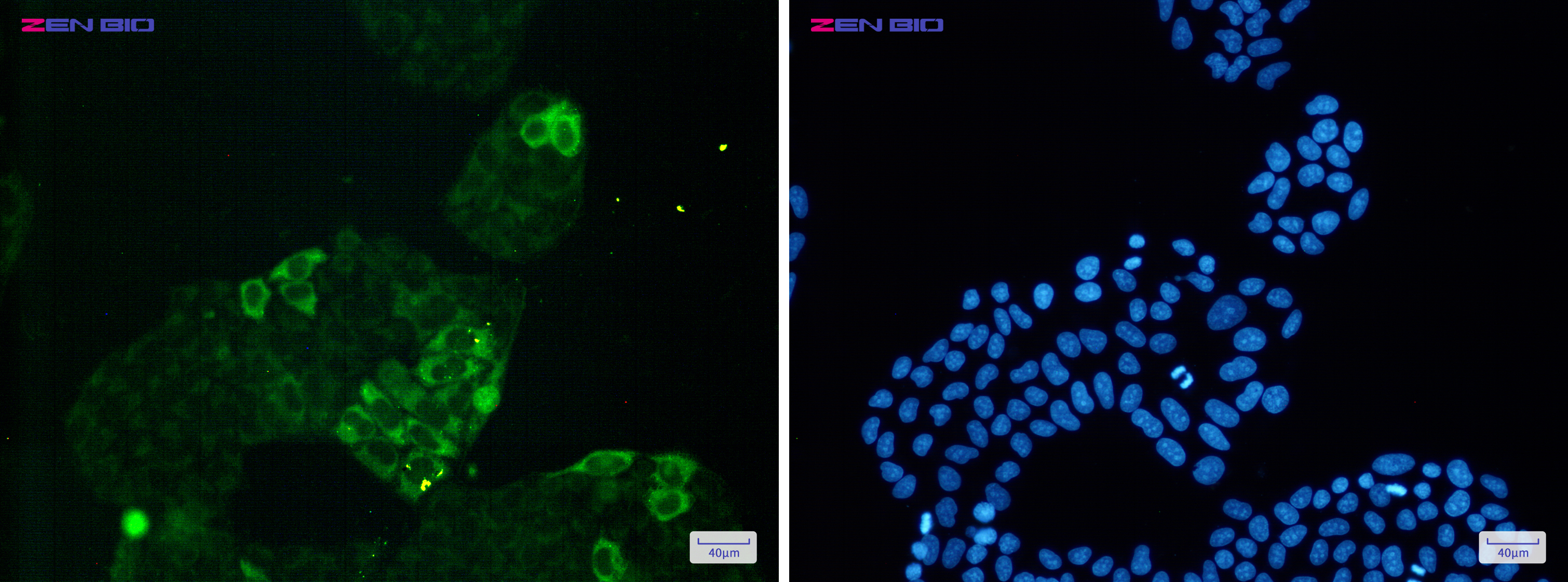 Immunocytochemistry of Cyclin B1(green) in Hela cells using Cyclin B1 Rabbit pAb at dilution 1/50, and DAPI(blue)