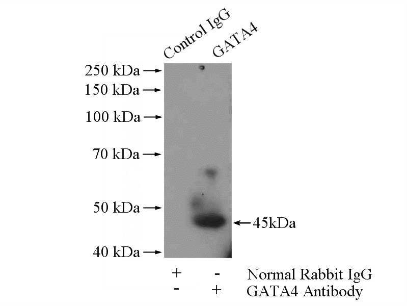 IP Result of anti-GATA4-Specific (IP:Catalog No:110882, 4ug; Detection:Catalog No:110882 1:600) with mouse heart tissue lysate 3200ug.
