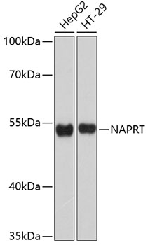 Western blot - NAPRT Polyclonal Antibody 