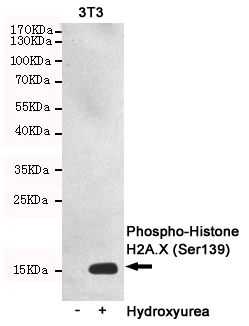 Western blot detection of Phosphorylation of H2A.X at Serine 139 in 3T3 or Hydroxyurea-treated 3T3 cell lysates using Phospho-Histone H2A.X (Ser139) mouse mAb (1:2000 diluted).Predicted band size:15KDa.Observed band size:15KDa.
