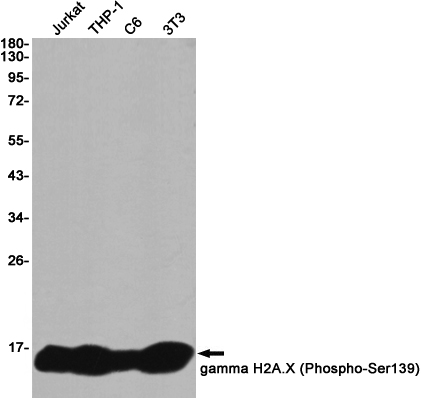 Western blot detection of gamma H2A.X (Phospho-Ser139) in Jurkat,THP-1,C6,3T3 cell lysates using gamma H2A.X (Phospho-Ser139) Rabbit pAb(1:1000 diluted).Predicted band size:15KDa.Observed band size:15KDa.