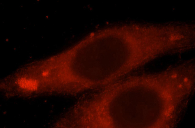 Immunofluorescent analysis of HepG2 cells, using PDE7B antibody Catalog No:113669 at 1:25 dilution and Rhodamine-labeled goat anti-rabbit IgG (red).
