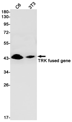 Western blot detection of TRK fused gene in C6,3T3 cell lysates using TRK fused gene Rabbit pAb(1:1000 diluted).Predicted band size:44kDa.Observed band size:44kDa.